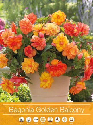 Begonia Golden Balcony