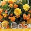 Begonia Illumination Apricot