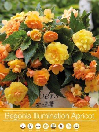 Begonia Illumination Apricot