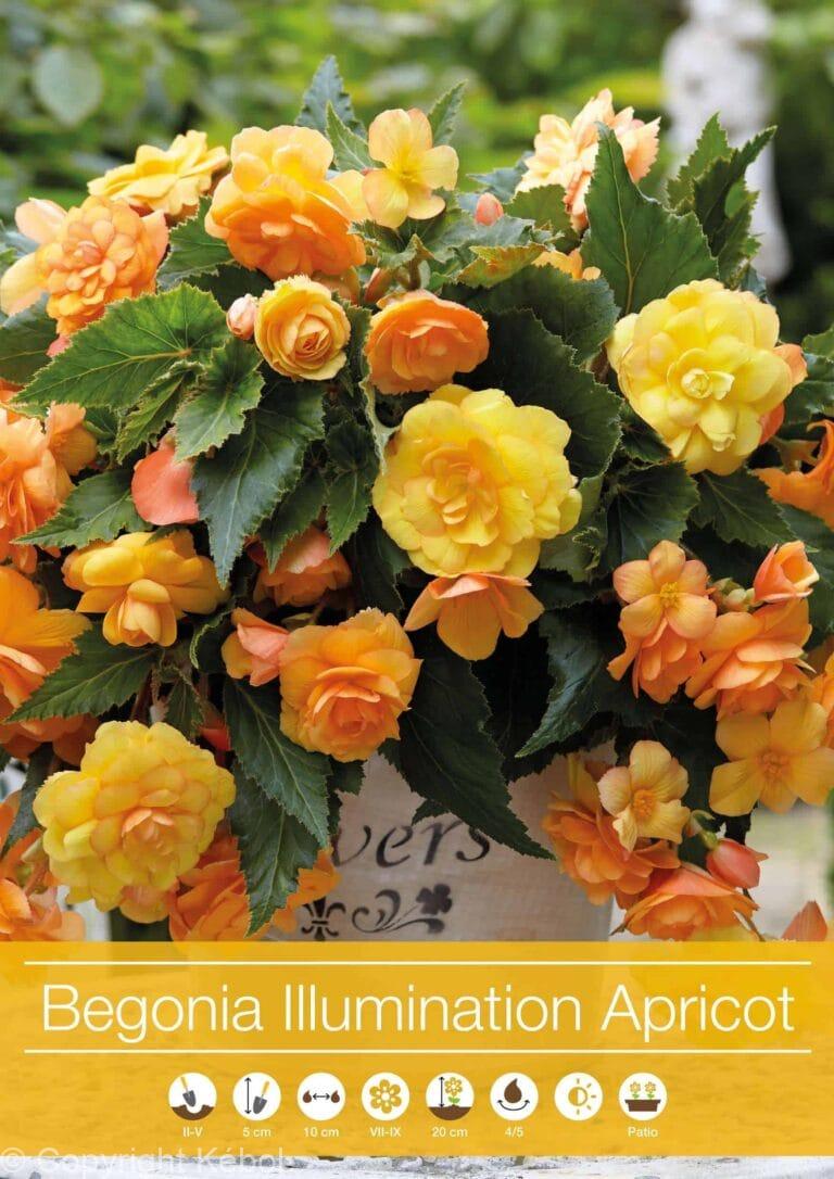 Begonia Illumination Apricot