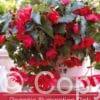 Begonia Illumination Pink
