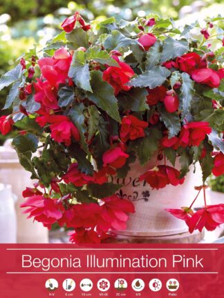 Begonia Illumination Pink