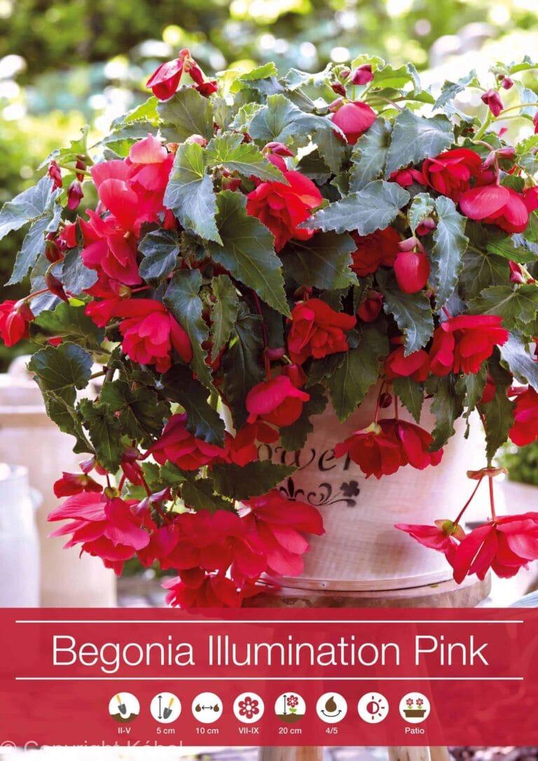 Begonia Illumination Pink