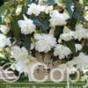Begonia Illumination White