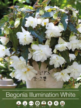 Begonia Illumination White