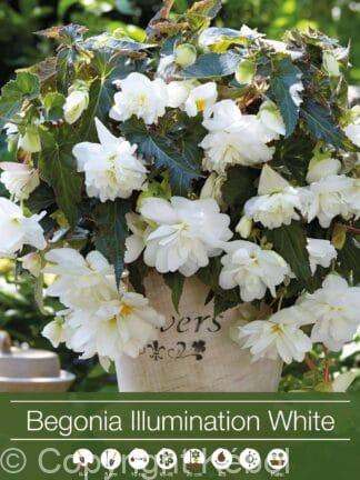 Begonia Illumination White
