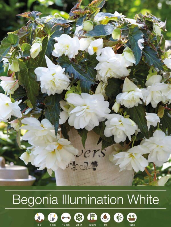 Begonia Illumination White