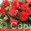 Begonia Marmorata