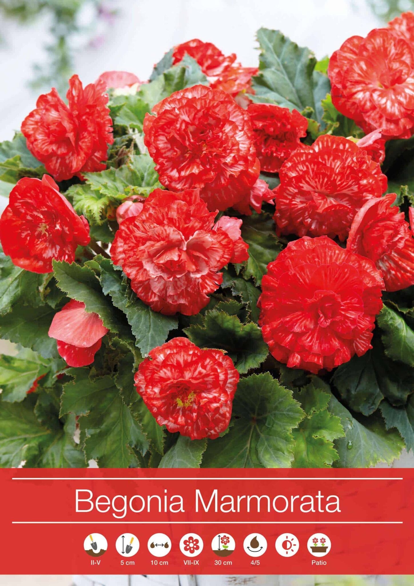 Begonia Marmorata