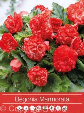 Begonia Marmorata