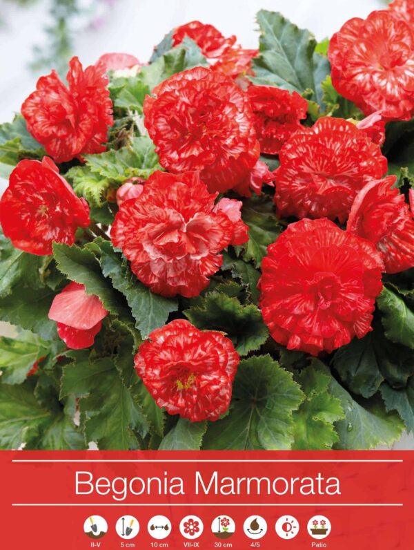 Begonia Marmorata