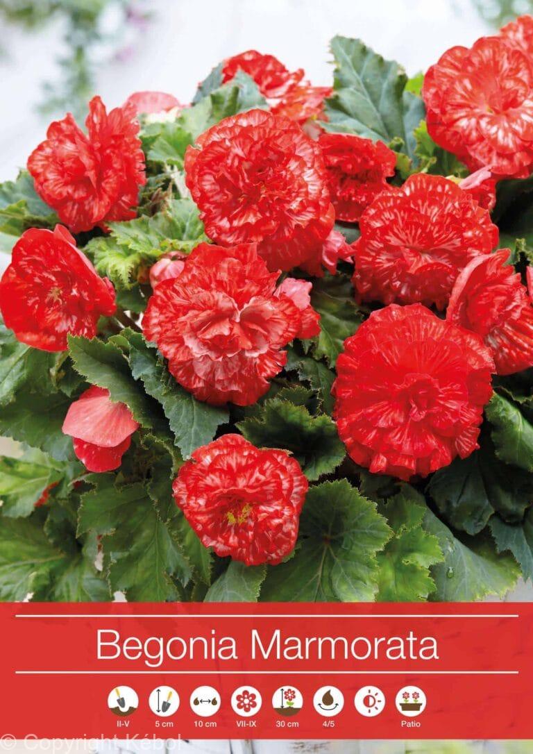 Begonia Marmorata