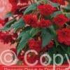 Begonia Pendula Dark Red