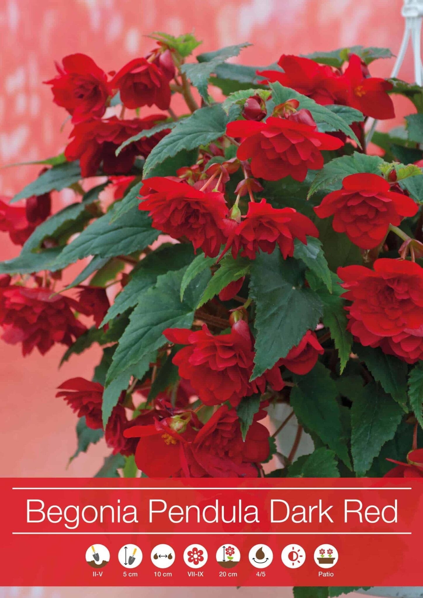Begonia Pendula Dark Red