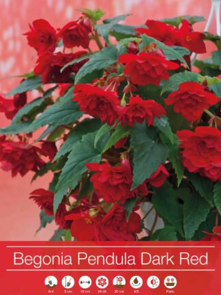Begonia Pendula Dark Red
