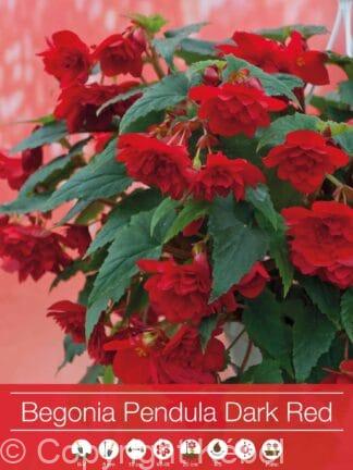 Begonia Pendula Dark Red