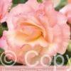 Begonia Picotee Pastel Salmon