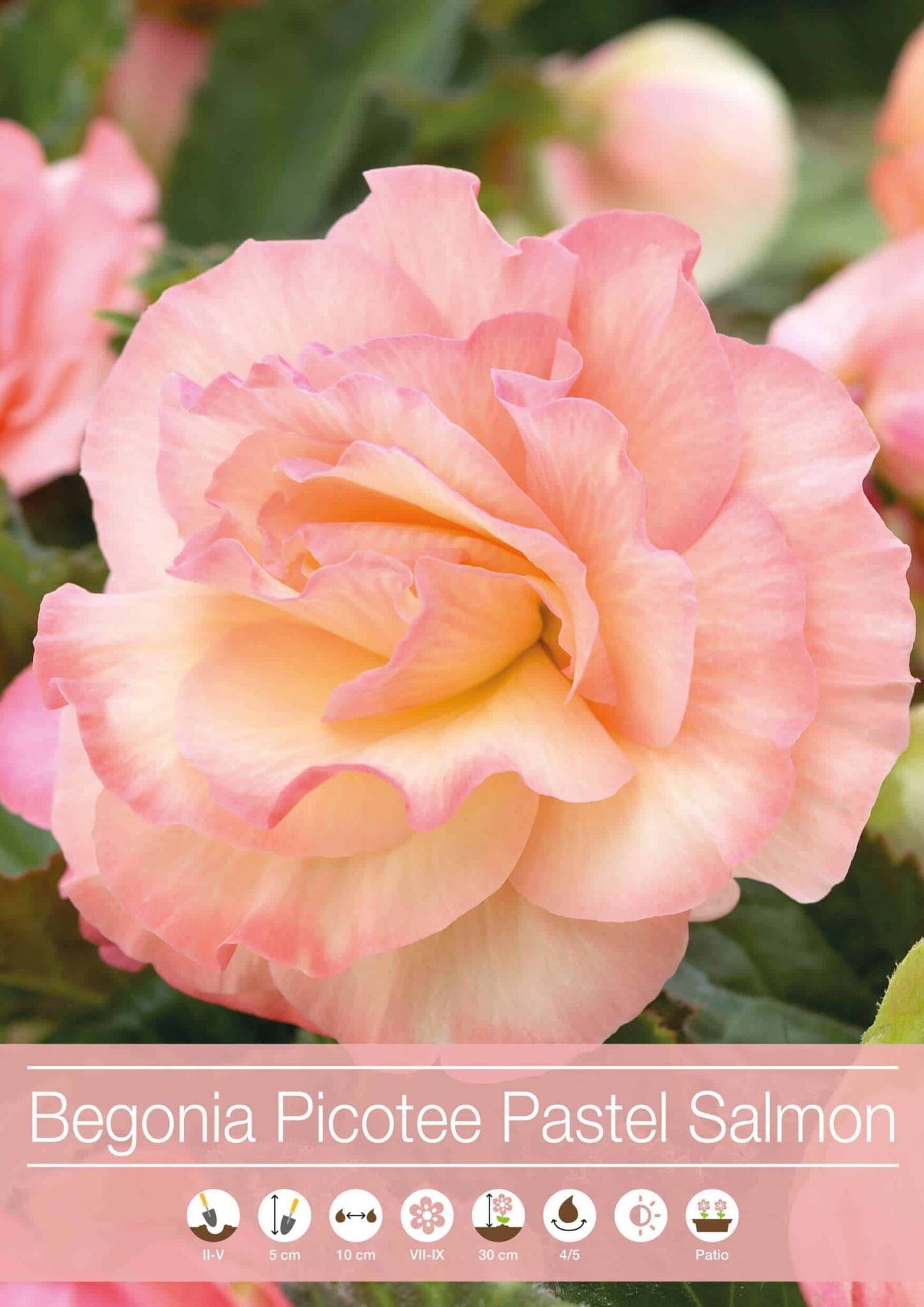 Begonia Picotee Pastel Salmon