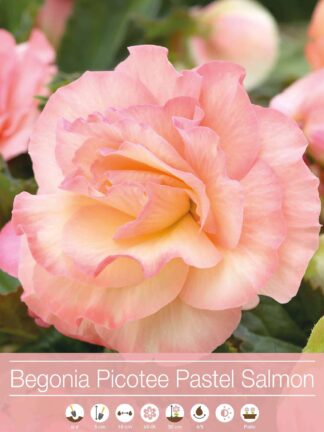 Begonia Picotee Pastel Salmon