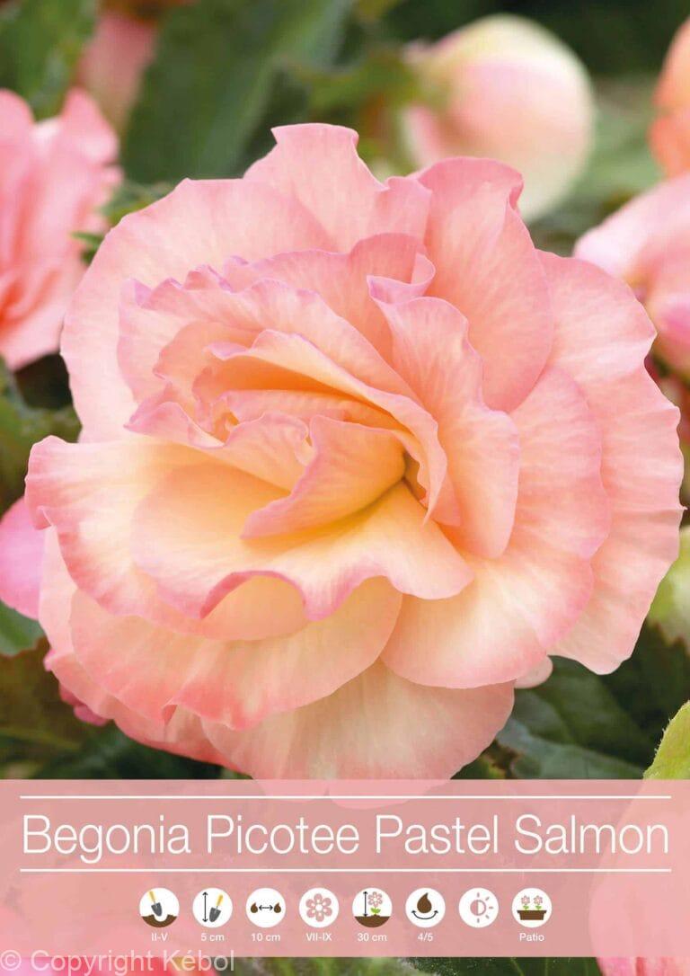 Begonia Picotee Pastel Salmon