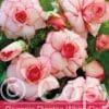 Begonia Picotee White-Red