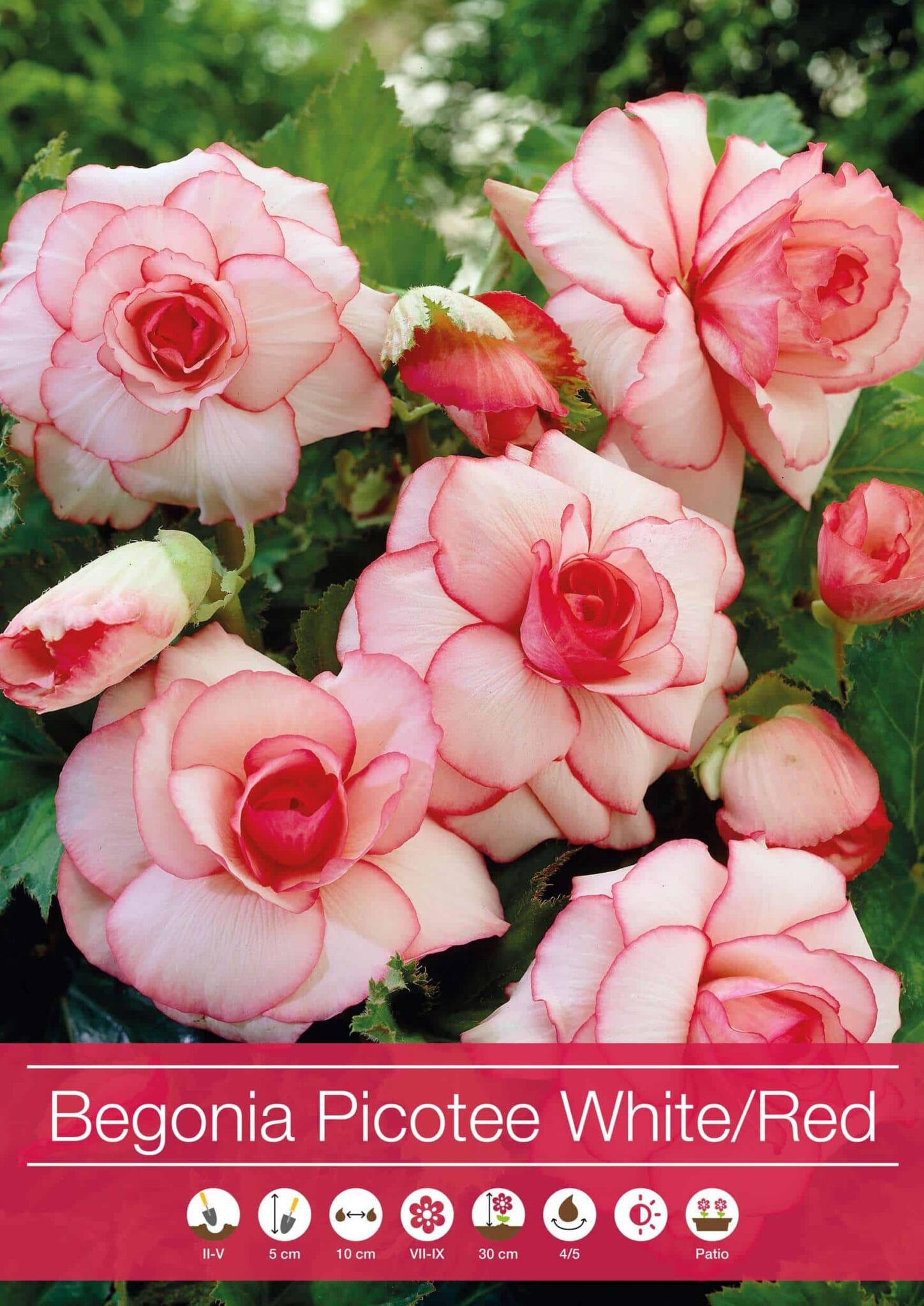 Begonia Picotee White-Red