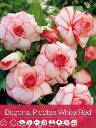 Begonia Picotee White-Red