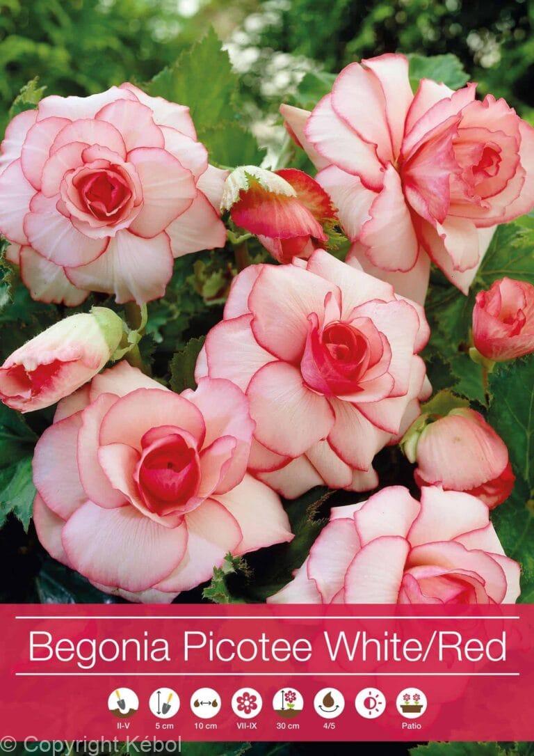 Begonia Picotee White-Red