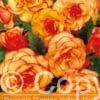 Begonia Picotee Yellow-Red
