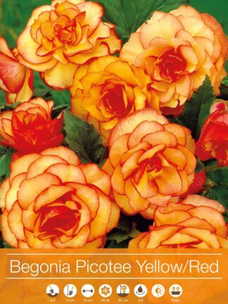 Begonia Picotee Yellow-Red