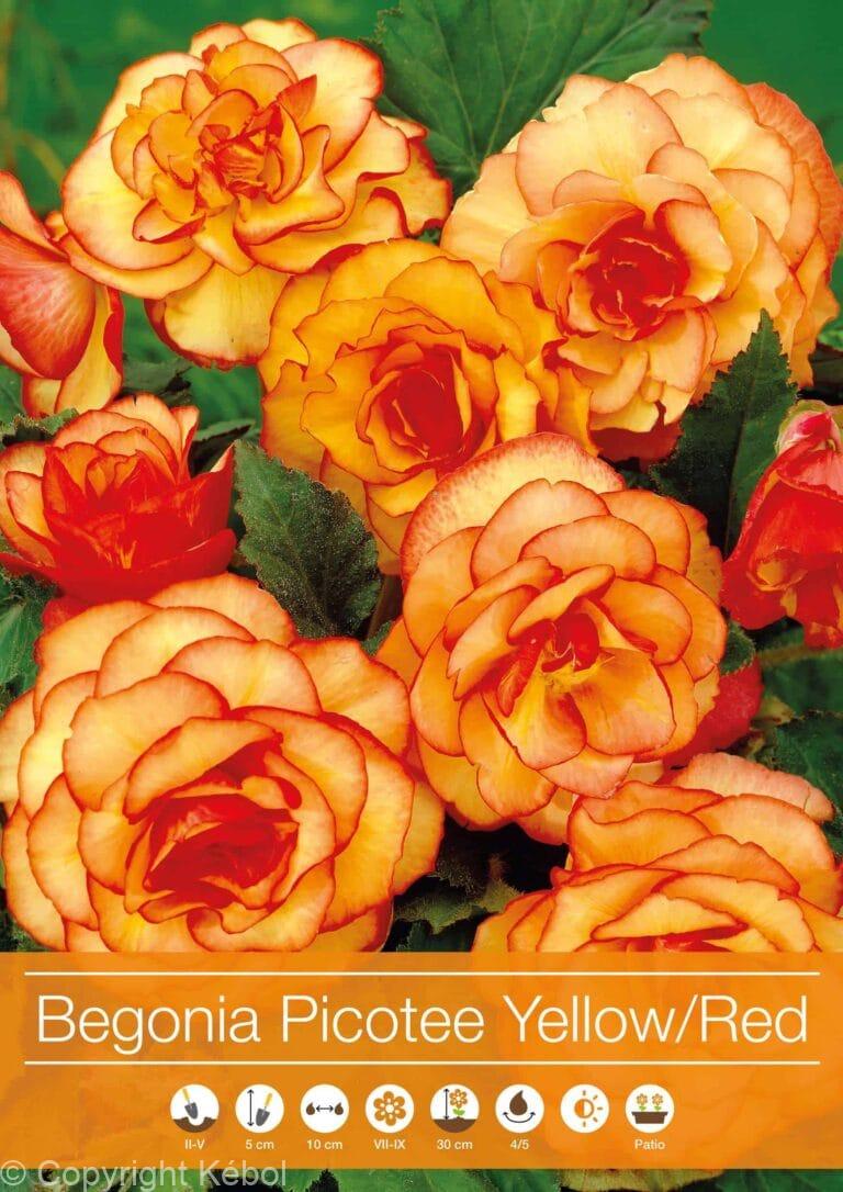Begonia Picotee Yellow-Red