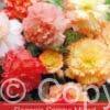 Begonia Samba Mixed