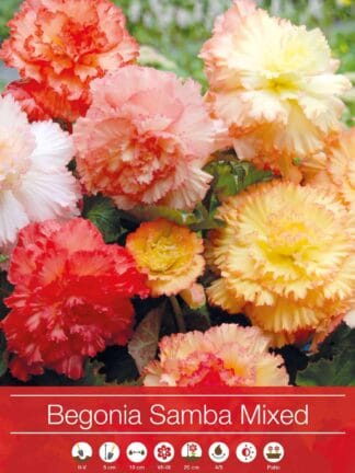 Begonia Samba Mixed