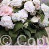 Begonia Wummi Apfelblute