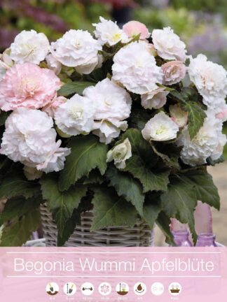 Begonia Wummi Apfelblute