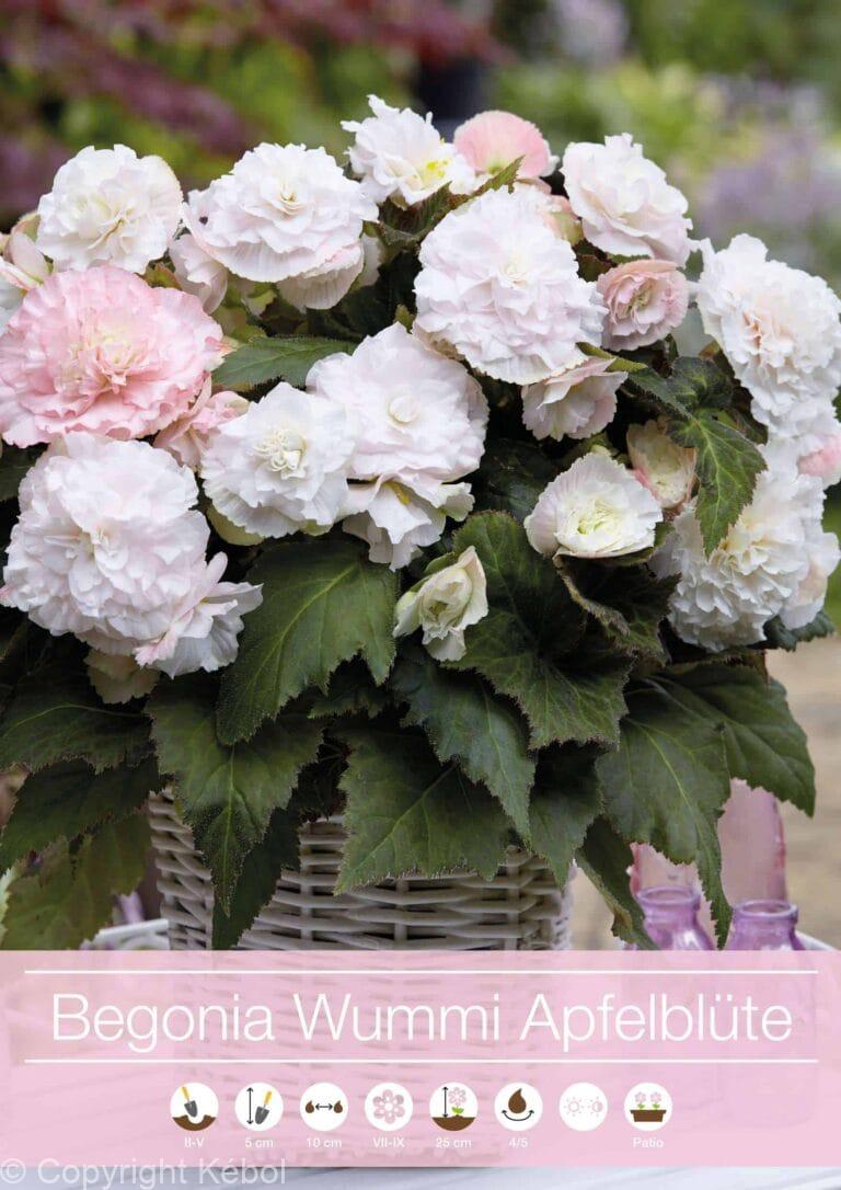 Begonia Wummi Apfelblute