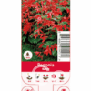 Nature Begonia Bertinii