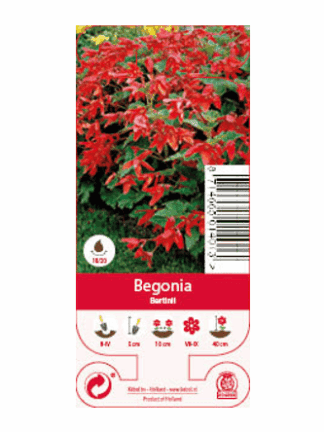 Nature Begonia Bertinii