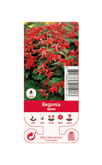 Nature Begonia Bertinii