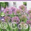 Allium Millenium