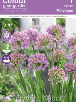 Allium Millenium