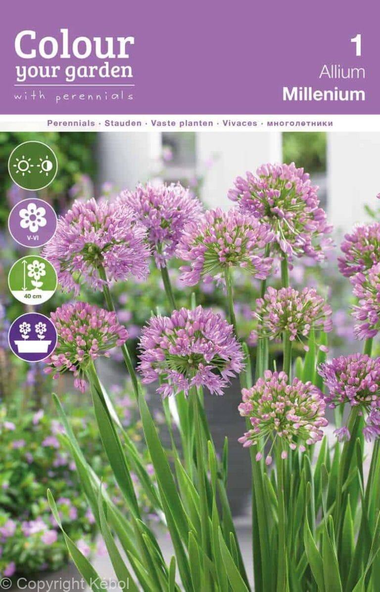 Allium Millenium