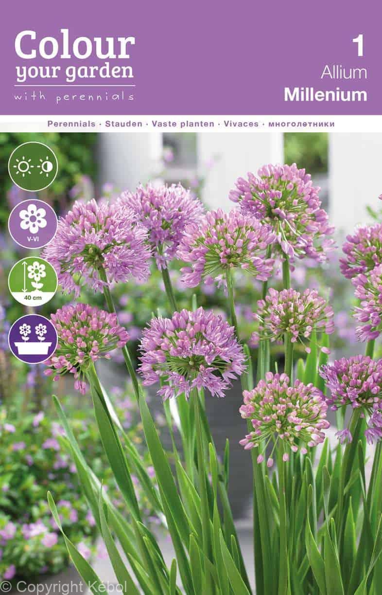 Allium Millenium
