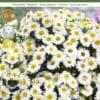 Aster dumosus Perla