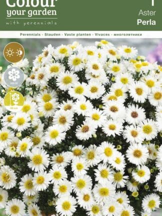 Aster dumosus Perla