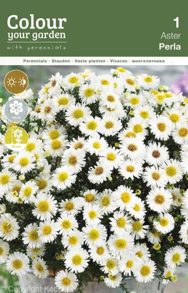 Aster dumosus Perla