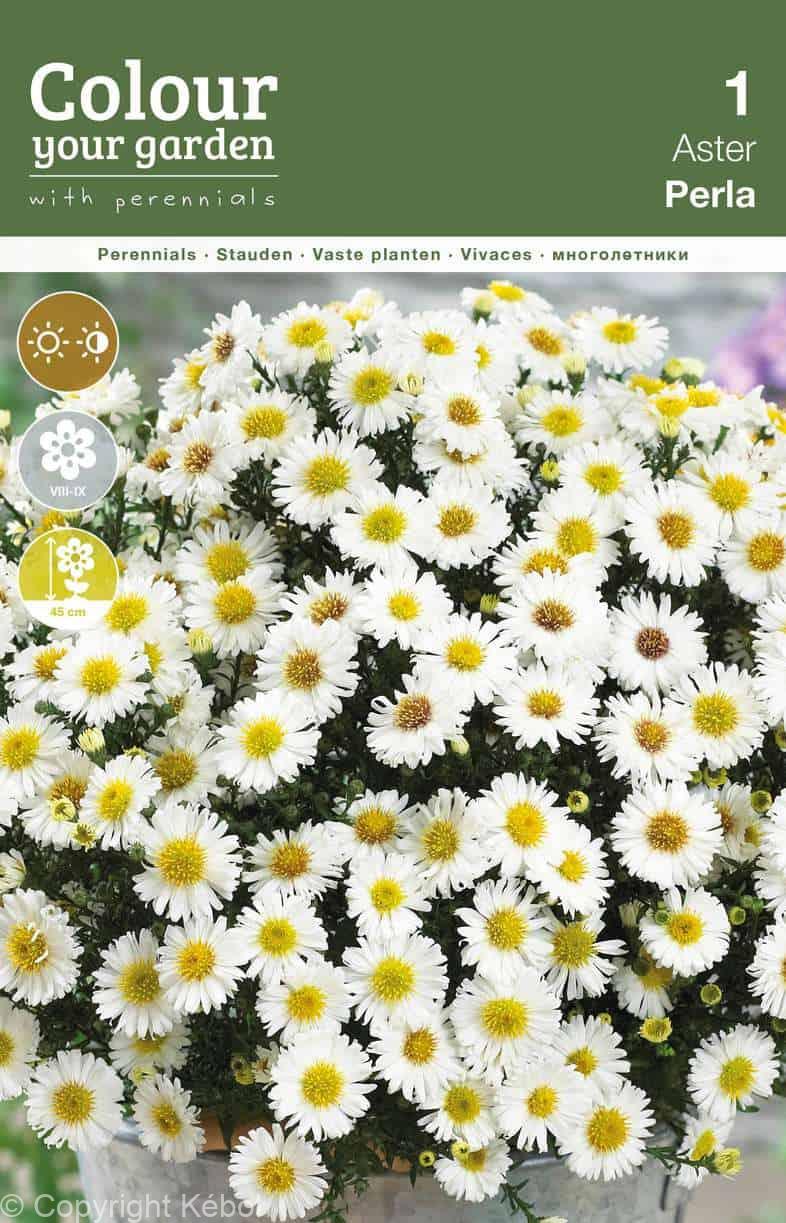 Aster dumosus Perla