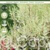 Astilbe Mighty Plonie