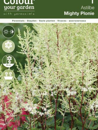 Astilbe Mighty Plonie