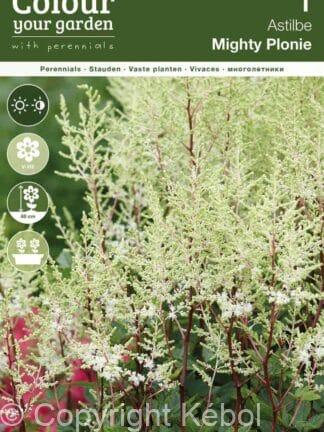 Astilbe Mighty Plonie